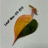 Variegated Philodendron Mican Aurea Cuttings - Velvet Heartleaf Philodendron - Vining Indoor Plant - Exotic Office Plants - US Seller