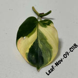Variegated Philodendron Mican Aurea Cuttings - Velvet Heartleaf Philodendron - Vining Indoor Plant - Exotic Office Plants - US Seller