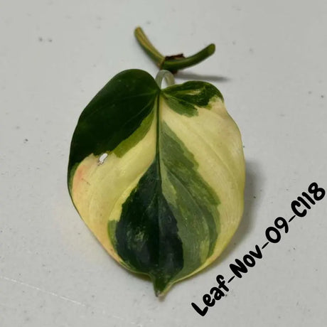 Variegated Philodendron Mican Aurea Cuttings - Velvet Heartleaf Philodendron - Vining Indoor Plant - Exotic Office Plants - US Seller