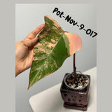 Variegated Philodendron Strawberry Shake EXACT Live Plant - Rare Strawberry Pink and Yellow Variegated Plant - Collector Gift Plant