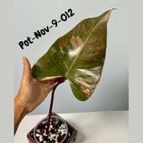 Variegated Philodendron Strawberry Shake EXACT Live Plant - Rare Strawberry Pink and Yellow Variegated Plant - Collector Gift Plant