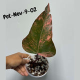 Variegated Philodendron Strawberry Shake EXACT Live Plant - Rare Strawberry Pink and Yellow Variegated Plant - Collector Gift Plant