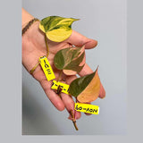 Variegated Philodendron Mican Aurea Cuttings - Velvet Heartleaf Philodendron - Vining Indoor Plant - Exotic Office Plants - US Seller