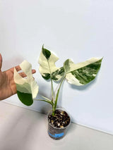 Rare Monstera Albo Variegated - Indoor White Monstera Albo Borsigiana Plant - Live Plant - Collector's Aroid - EXACT Same Plant - US Seller