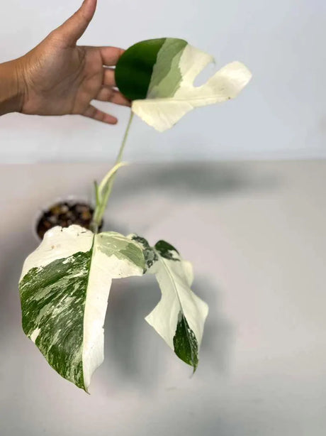 Rare Monstera Albo Variegated - Indoor White Monstera Albo Borsigiana Plant - Live Plant - Collector's Aroid - EXACT Same Plant - US Seller