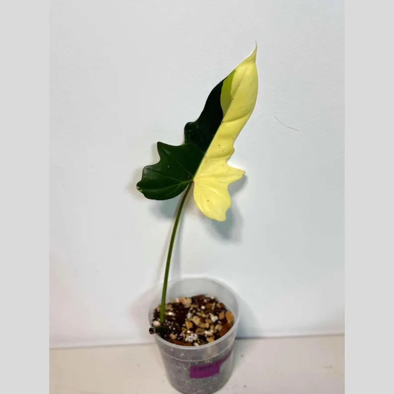 Philodendron Golden Dragon Live Plant - Variegated Plant in a Nursery Pot - Collector Rare Indoor Plant - Exact SAME plant - US Seller