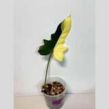 Philodendron Golden Dragon Live Plant - Variegated Plant in a Nursery Pot - Collector Rare Indoor Plant - Exact SAME plant - US Seller