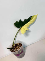 Philodendron Golden Dragon Live Plant - Variegated Plant in a Nursery Pot - Collector Rare Indoor Plant - Exact SAME plant - US Seller