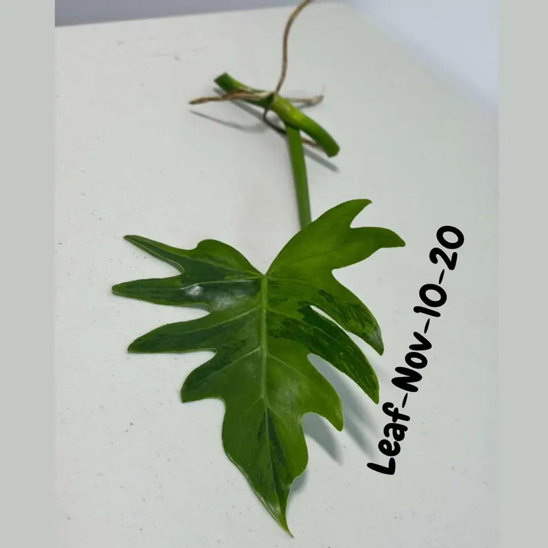 Philodendron Radiatum Variegated Cuttings - Indoor Rare Plant - Large Form - Plants Lover Gift - Live Plant - SAME Cutting - US Seller