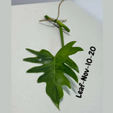 Philodendron Radiatum Variegated Cuttings - Indoor Rare Plant - Large Form - Plants Lover Gift - Live Plant - SAME Cutting - US Seller