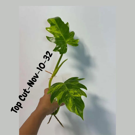 Philodendron Radiatum Variegated Cuttings - Indoor Rare Plant - Large Form - Plants Lover Gift - Live Plant - SAME Cutting - US Seller