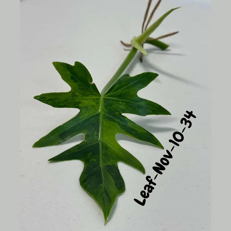 Philodendron Radiatum Variegated Cuttings - Indoor Rare Plant - Large Form - Plants Lover Gift - Live Plant - SAME Cutting - US Seller