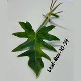 Philodendron Radiatum Variegated Cuttings - Indoor Rare Plant - Large Form - Plants Lover Gift - Live Plant - SAME Cutting - US Seller