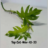 Philodendron Radiatum Variegated Cuttings - Indoor Rare Plant - Large Form - Plants Lover Gift - Live Plant - SAME Cutting - US Seller