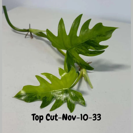 Philodendron Radiatum Variegated Cuttings - Indoor Rare Plant - Large Form - Plants Lover Gift - Live Plant - SAME Cutting - US Seller