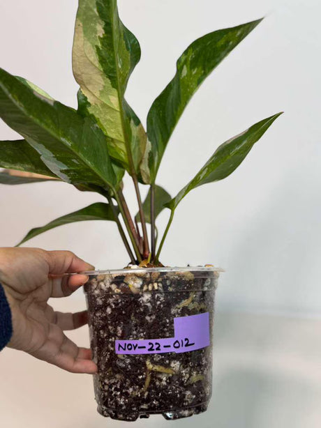 Anthurium Renaissance Pink in a Nursery Pot - Super Rare Pink Yellow Variegated - Beginner Friendly Exact Same Plant - US Seller