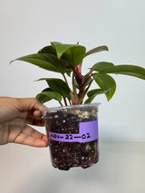 Philodendron Red Congo Variegated Live Plant - Dwarf Red Congo Indoor Outdoor Gardening Super Rare Plants - Hard to Come By - US Seller