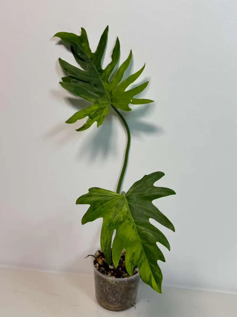 Philodendron Radiatum