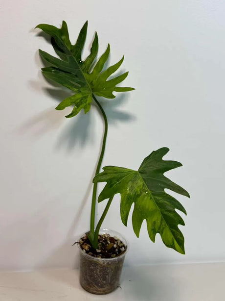 Philodendron Radiatum Variegated - Indoor Rare Plant - Large Form - Plants Lover Gift - Live Plant - Exact Same Plant - US Seller
