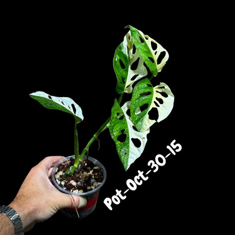 Variegated Monstera Adansonii Albo Plant Live - Rare Swiss Cheese EXACT Same Plant - Half-Moon Leaf - Collector's Aroid - US Seller
