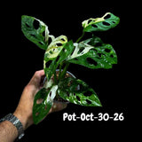 Variegated Monstera Adansonii Albo Plant Live - Rare Swiss Cheese EXACT Same Plant - Half-Moon Leaf - Collector's Aroid - US Seller