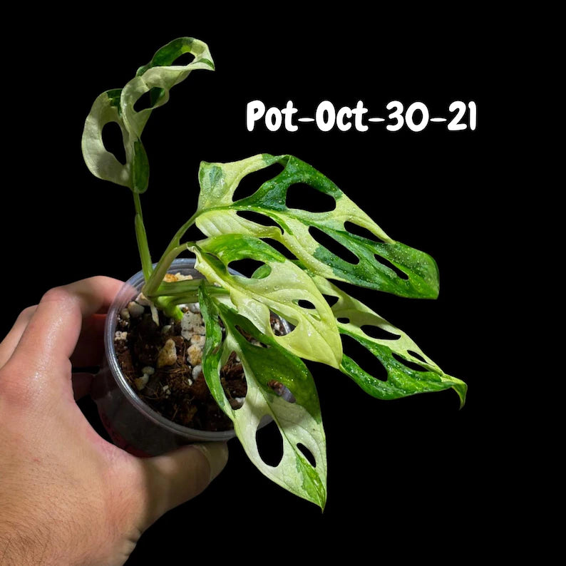 Variegated Monstera Adansonii Albo Plant Live - Rare Swiss Cheese EXACT Same Plant - Half-Moon Leaf - Collector's Aroid - US Seller