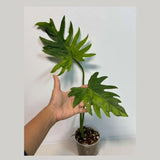 Philodendron Radiatum Variegated - Indoor Rare Plant - Large Form - Plants Lover Gift - Live Plant - Exact Same Plant - US Seller