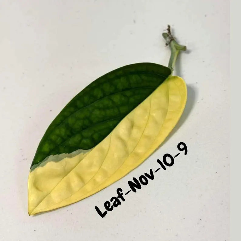 Variegated Monstera Peru Cuttings - Monstera Karstenianum Peru - Live Plant - houseplants - EXACT Same Plant - USA Seller