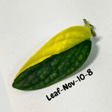 Variegated Monstera Peru Cuttings - Monstera Karstenianum Peru - Live Plant - houseplants - EXACT Same Plant - USA Seller