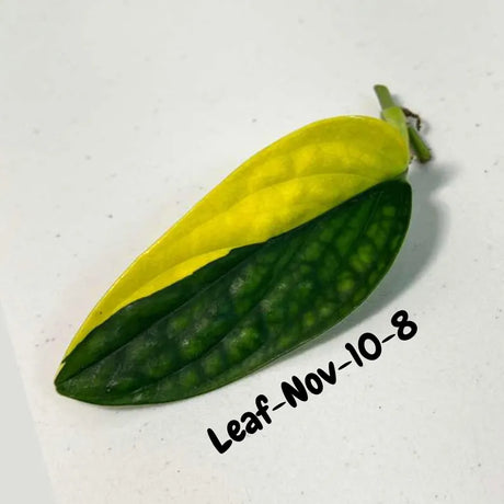 Variegated Monstera Peru Cuttings - Monstera Karstenianum Peru - Live Plant - houseplants - EXACT Same Plant - USA Seller