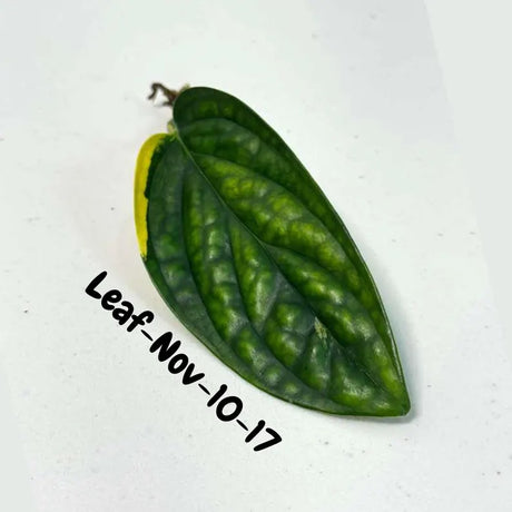 Variegated Monstera Peru Cuttings - Monstera Karstenianum Peru - Live Plant - houseplants - EXACT Same Plant - USA Seller