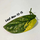 Variegated Monstera Peru Cuttings - Monstera Karstenianum Peru - Live Plant - houseplants - EXACT Same Plant - USA Seller