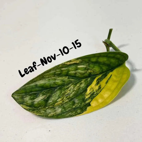 Variegated Monstera Peru Cuttings - Monstera Karstenianum Peru - Live Plant - houseplants - EXACT Same Plant - USA Seller