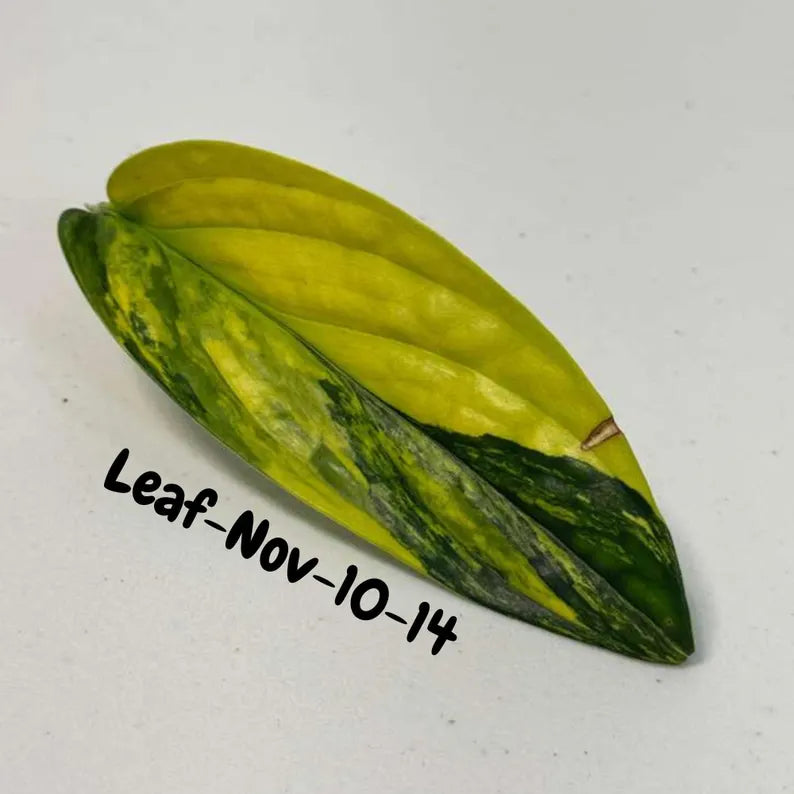 Variegated Monstera Peru Cuttings - Monstera Karstenianum Peru - Live Plant - houseplants - EXACT Same Plant - USA Seller