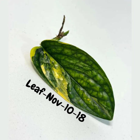 Variegated Monstera Peru Cuttings - Monstera Karstenianum Peru - Live Plant - houseplants - EXACT Same Plant - USA Seller