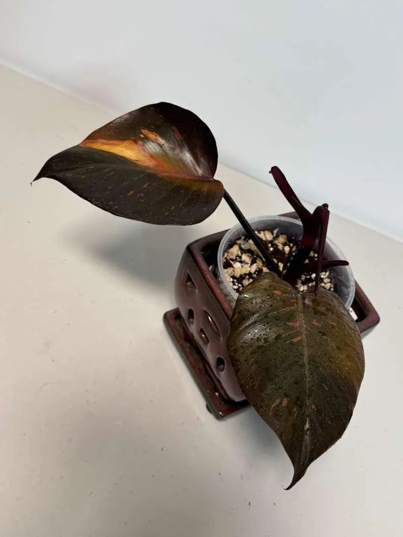 RARE Philodendron Orange Princess in a Nursery Pot - Orange Princess Marble Philodendron Top Cut Potted Plant - Live Same Plant - US Seller