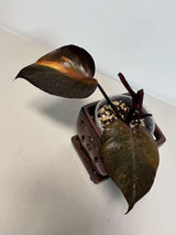 RARE Philodendron Orange Princess in a Nursery Pot - Orange Princess Marble Philodendron Top Cut Potted Plant - Live Same Plant - US Seller