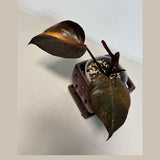 RARE Philodendron Orange Princess in a Nursery Pot - Orange Princess Marble Philodendron Top Cut Potted Plant - Live Same Plant - US Seller