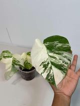 Rare Monstera Albo Variegated - Indoor White Monstera Albo Borsigiana Plant - Live Plant - Collector's Aroid - EXACT Same Plant - US Seller