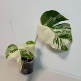Rare Monstera Albo Variegated - Indoor White Monstera Albo Borsigiana Plant - Live Plant - Collector's Aroid - EXACT Same Plant - US Seller