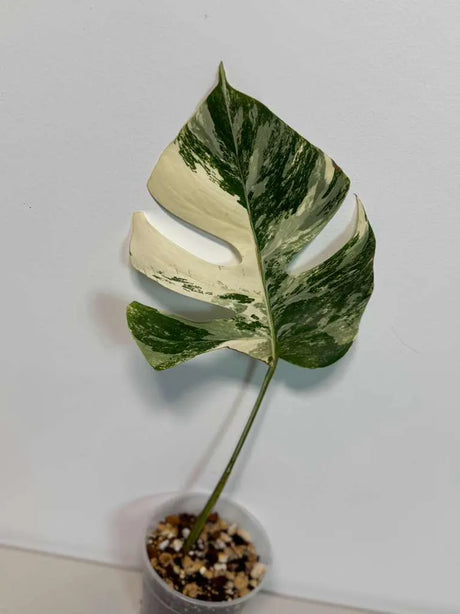 Variegated Monstera Albo Plant - Rare Indoor White Monstera Albo Borsigiana Plant - Albo Monstera Single Leaf Plant - EXACT Plant -US Seller