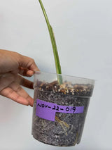 Variegated Monstera Albo Plant - Rare Indoor White Monstera Albo Borsigiana Plant - Albo Monstera Single Leaf Plant - EXACT Plant -US Seller