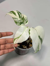 Variegated Monstera Albo Plant - Rare Indoor White Monstera Albo Borsigiana Plant - Baby Leaf Plant - Indoor Plant - EXACT Plant - US Seller