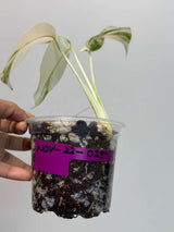 Variegated Monstera Albo Plant - Rare Indoor White Monstera Albo Borsigiana Plant - Baby Leaf Plant - Indoor Plant - EXACT Plant - US Seller