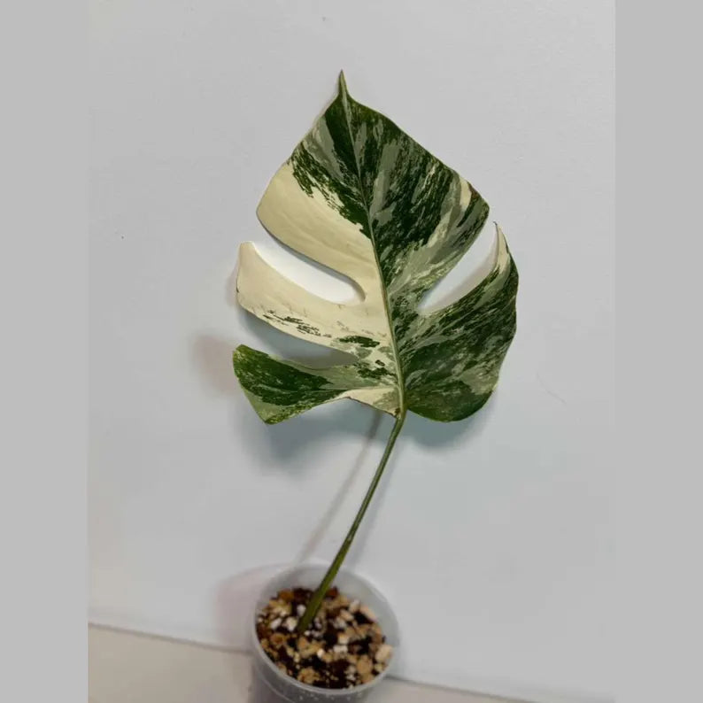 Variegated Monstera Albo Plant - Rare Indoor White Monstera Albo Borsigiana Plant - Albo Monstera Single Leaf Plant - EXACT Plant -US Seller