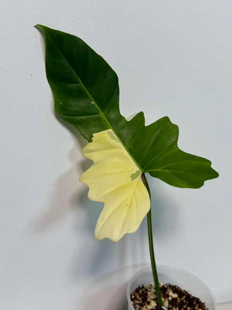 Philodendron Golden Dragon Live Plant - Variegated Plant in a Nursery Pot - Collector Rare Indoor Plant - Exact SAME plant - US Seller