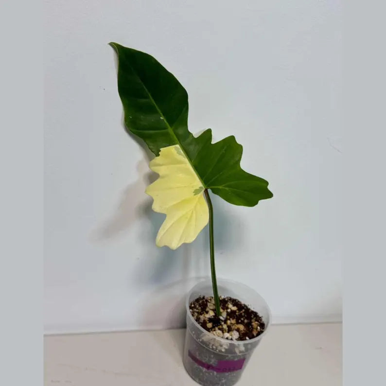 Philodendron Golden Dragon Live Plant - Variegated Plant in a Nursery Pot - Collector Rare Indoor Plant - Exact SAME plant - US Seller