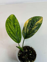 Variegated Monstera Peru EXACT Same Live Plant - Rare Aroid with Marbled Foliage - Air Purifying Plant - Live Collector Plant - US Seller