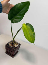 Variegated Syngonium Chiapense Albo Live Plant - Unique Leaves Beautiful Plant - Stunning Aroid with White Variegation-SAME Plant -US Seller