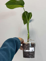 Variegated Syngonium Chiapense Albo Live Plant - Unique Leaves Beautiful Plant - Stunning Aroid with White Variegation-SAME Plant -US Seller